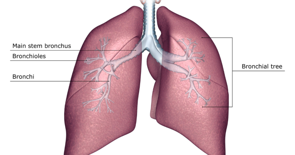Representação de um pulmão indicando os brônquios e os bronquíolos.