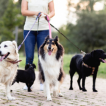 dog walker e pet sitter