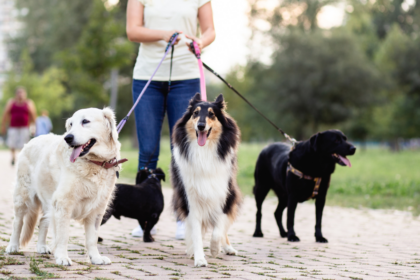 dog walker e pet sitter